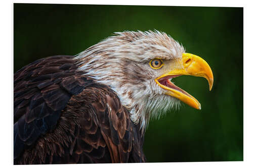 Hartschaumbild Portrait Weißkopfseeadler