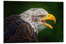 Foam board print Portrait of bald eagle