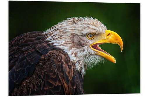 Tableau en plexi-alu Portrait of bald eagle