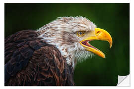 Wandsticker Portrait Weißkopfseeadler