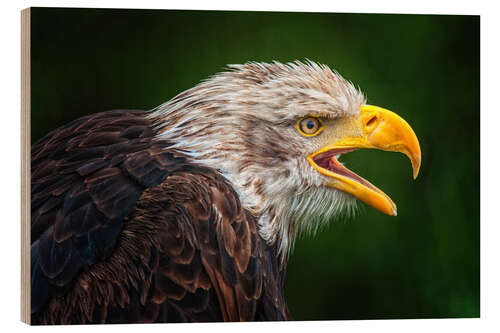 Quadro de madeira Portrait of bald eagle