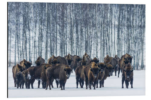 Alubild Bison - Polen