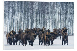 Aluminium print Bison - Poland