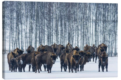 Canvas print Bison - Poland