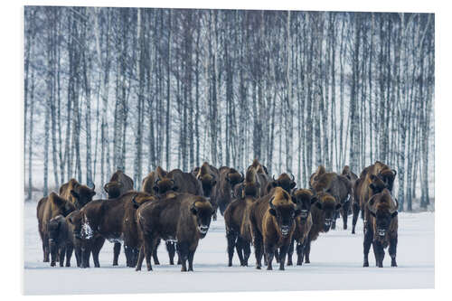 Foam board print Bison - Poland