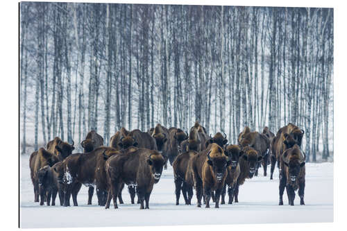 Cuadro de plexi-alu Bison - Poland