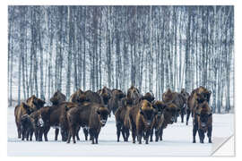 Selvklæbende plakat Bison - Poland