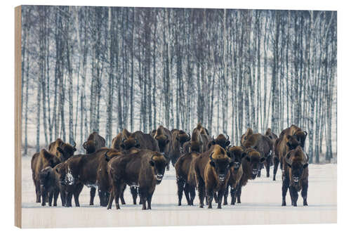 Wood print Bison - Poland