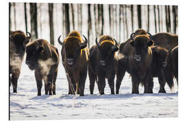 Aluminium print Bison - Poland