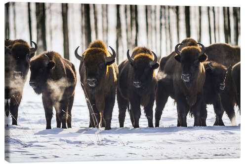 Canvastavla Bison - Poland