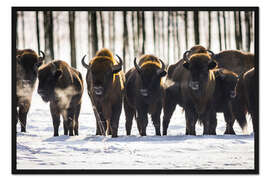 Gerahmter Kunstdruck Bison - Polen