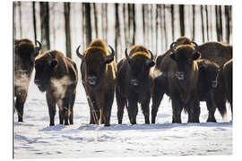 Gallery Print Bison - Polen