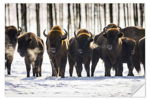 Sticker mural Troupeau de bisons en Pologne