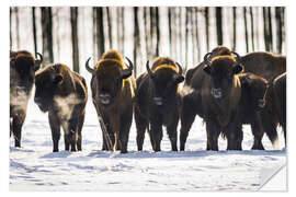 Wall sticker Bison - Poland