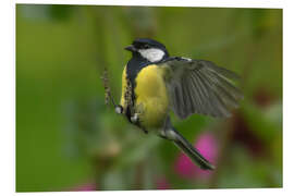 Foam board print Great Tit in landing approach