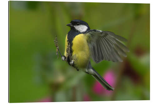 Gallery print Great Tit in landing approach