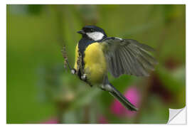 Wall sticker Great Tit in landing approach