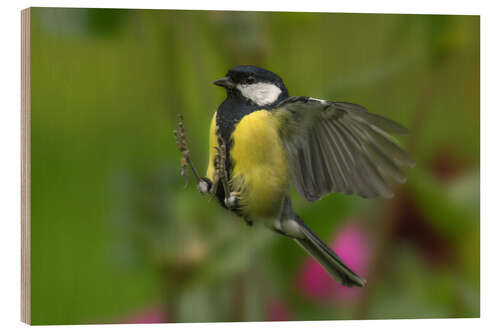 Quadro de madeira Great Tit in landing approach