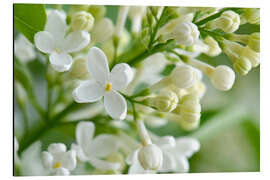 Tableau en aluminium Lilas