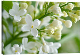 Canvas print Lilacs