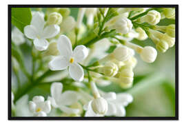 Gerahmter Kunstdruck Flieder