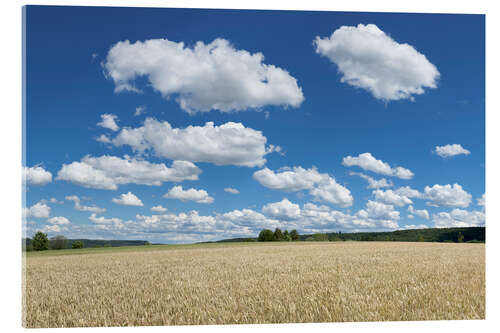 Acrylic print Summer sky over cereal field