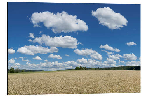 Aluminium print Summer sky over cereal field