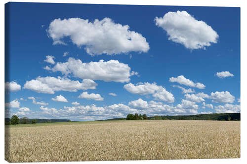 Leinwandbild Sommerhimmel über Getreidefeld