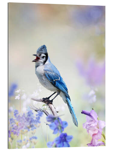 Gallery print Blue Jay Perched In The Garden