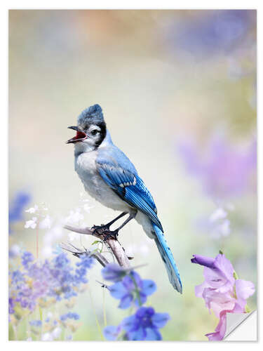 Wall sticker Blue Jay Perched In The Garden