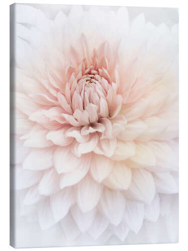 Canvas print Pink Dahlia