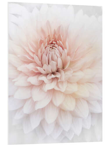 Tableau en PVC Dahlia rose