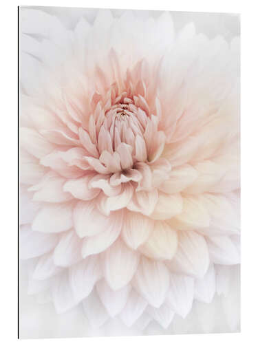 Gallery print Pink Dahlia