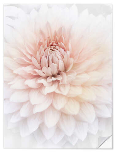 Självhäftande poster Pink Dahlia