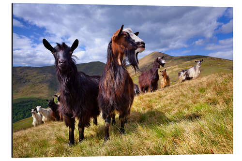 Aluminiumtavla Curious goats