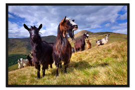 Gerahmter Kunstdruck Neugierige Ziegen