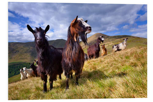 Foam board print Curious goats