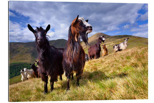 Galleritryk Curious goats