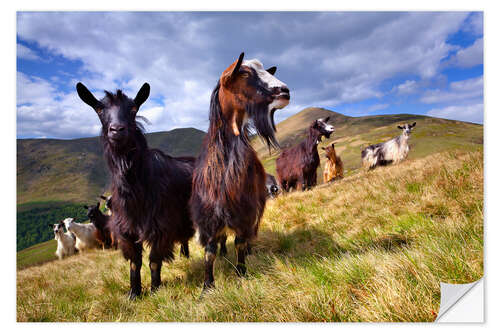 Wall sticker Curious goats