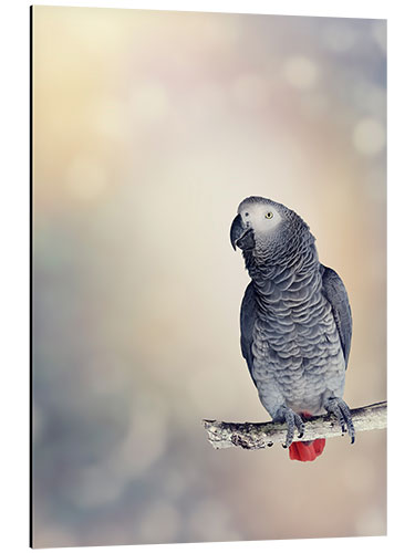 Stampa su alluminio African Grey on a branch