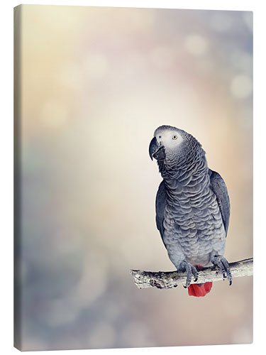 Canvas-taulu African Grey on a branch