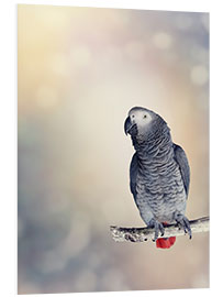 Foam board print African Grey on a branch