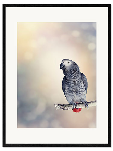 Ingelijste kunstdruk African Grey on a branch