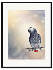 Innrammet kunsttrykk African Grey on a branch