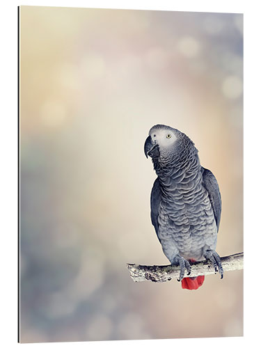 Gallery print African Grey on a branch