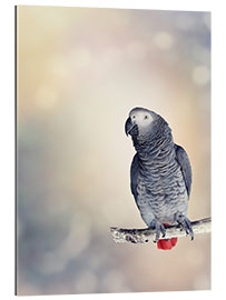 Gallery print African Grey on a branch