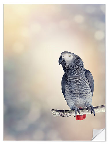 Wall sticker African Grey on a branch