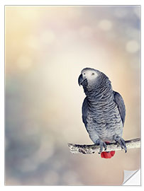 Vinilo para la pared African Grey on a branch