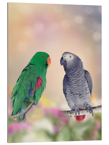 Gallery print Graupapagei and precious parrot on branches