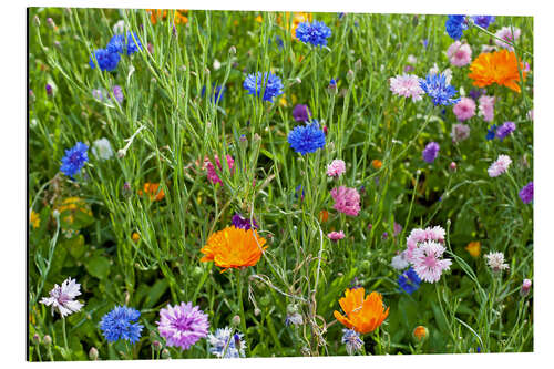 Print på aluminium Wild flower meadow